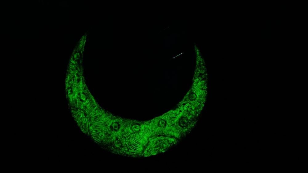 تابلو ماه شبتاب - Image 6