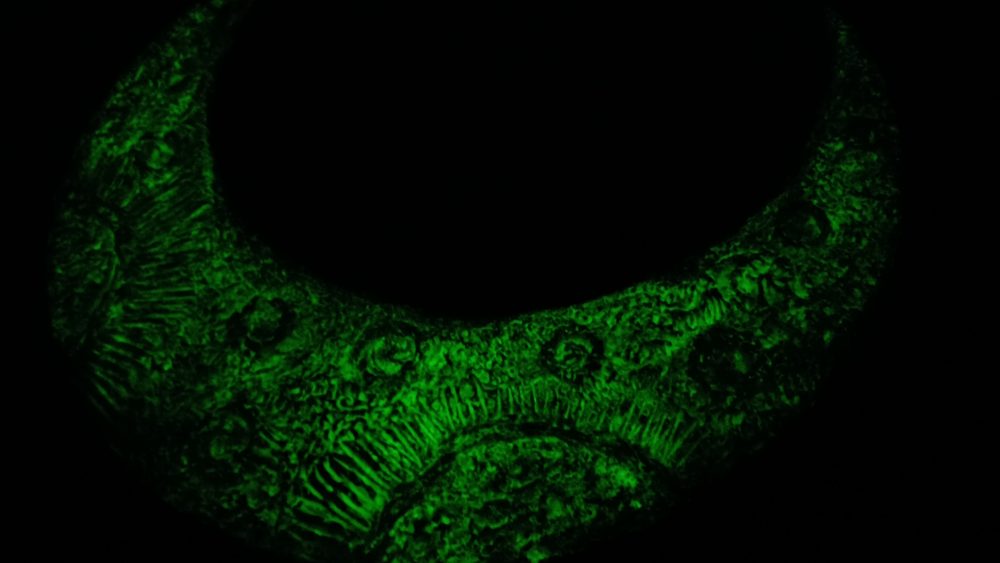 تابلو ماه شبتاب - Image 7