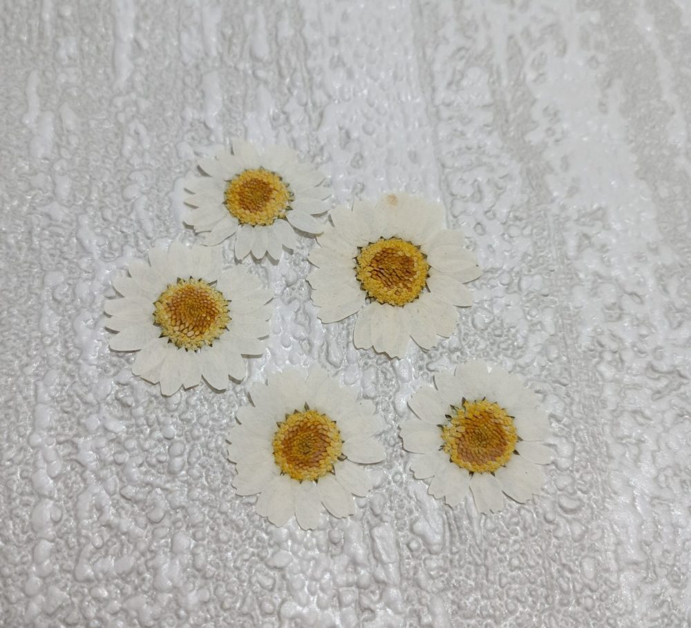 بابونه پرسی