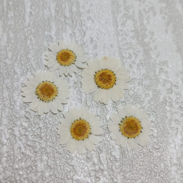 بابونه پرسی